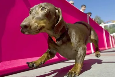 Weiner Run