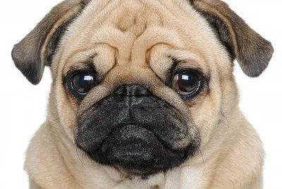 Pug jigsaw puzzle