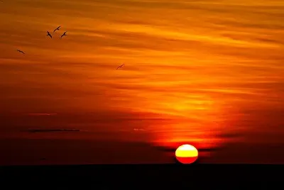 Sunset Birds