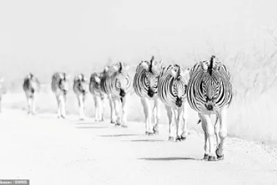 פאזל של Zebra Line