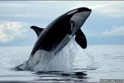 Orca breach jigsaw puzzle