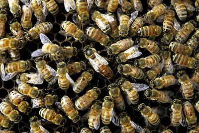 Honeybees