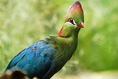 Turaco di fischer jigsaw puzzle