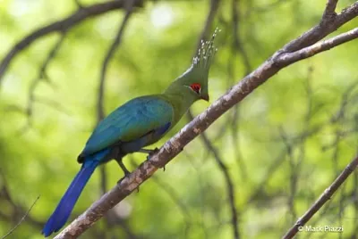 Turaco di Schalowi