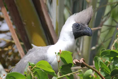 Turaco dalla maschera