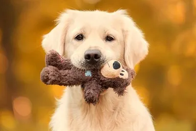 perro