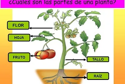 Partes de la planta