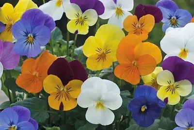 flores