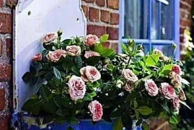 flores