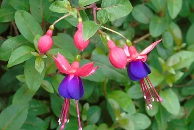 Flora 2