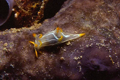 פאזל של Trapania lineata