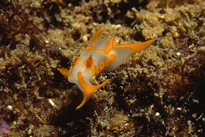 פאזל של Trapania maculata