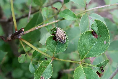 Aelia acuminata