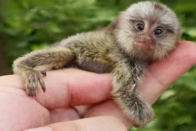 Sagui-leÃ£ozinho