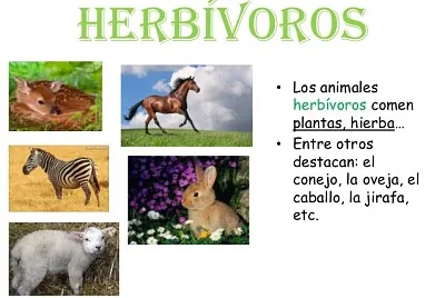 פאזל של Animales HerbÃ­voros