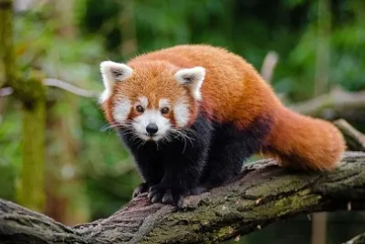Panda roux