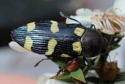 Castiarina australiasiae