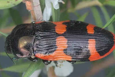 Castiarina bremei