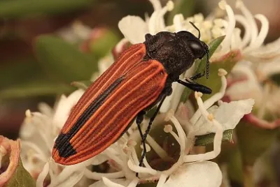 פאזל של Castiarina erythroptera