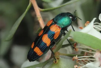 Castiarina vegeta