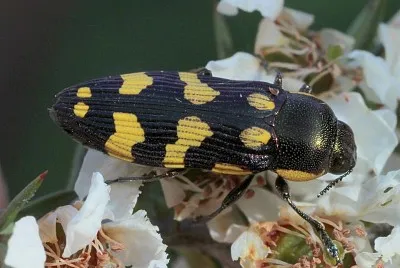 Castiarina victoriensis jigsaw puzzle