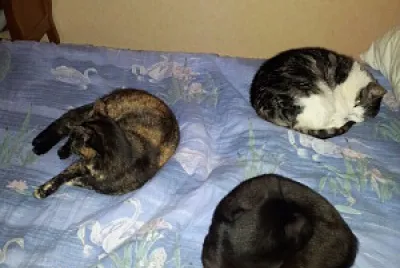 chats jigsaw puzzle