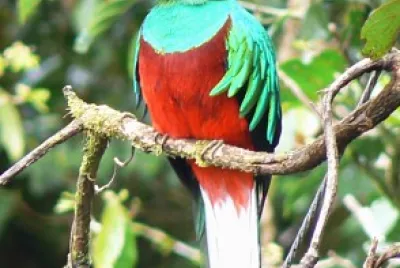 Quetzal