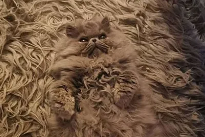 פאזל של Camo Cat