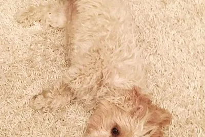 Camo Dog jigsaw puzzle
