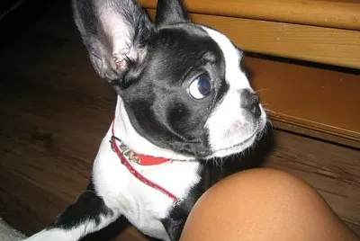 boston terrier