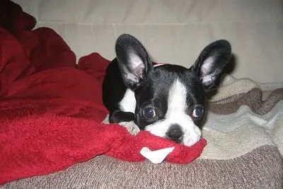boston terrier