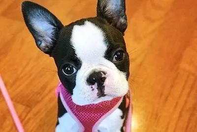 boston terrier