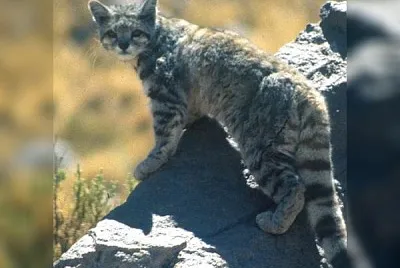 animales