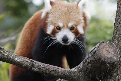 panda roux