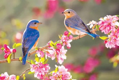 ISTO Ã‰ PRIMAVERA