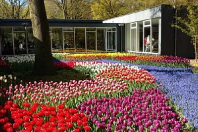 flores