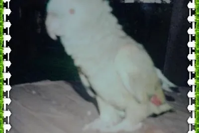 edgar