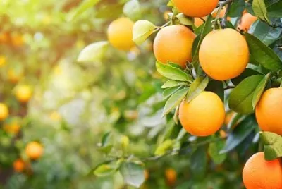 frutas