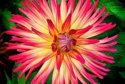 flores