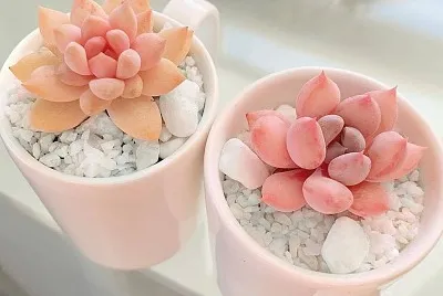 flores jigsaw puzzle