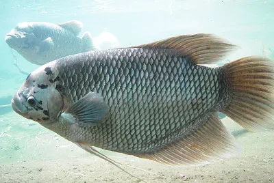 Gurami gigante