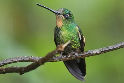 Stellina ali camoscio