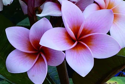 é›žè›‹èŠ±