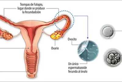 bebe 5