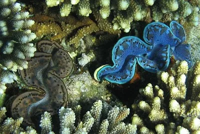 Tridacna maxima