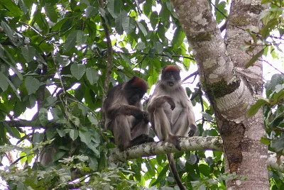Colobo rosso dell 'uganda