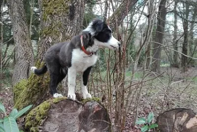 jeune border collie