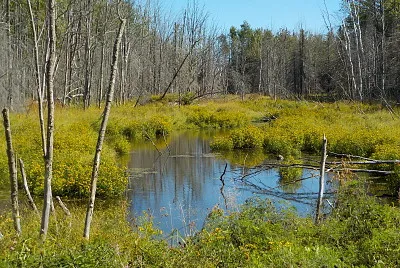 Pretty woods swamp   L