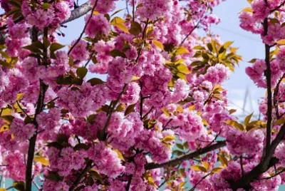 spring #239 jigsaw puzzle