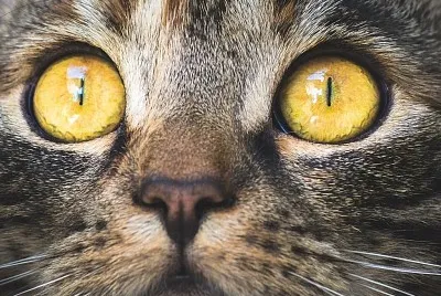 cat jigsaw puzzle